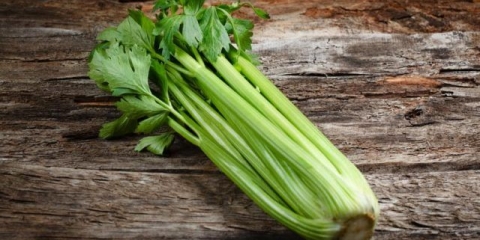 Uzgoj sadnica celera